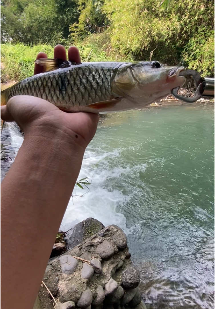 Singkat saja untuk hari ini, ditempat yang sama👌🏻#mancingklaten #castingklaten #casting #hampala 