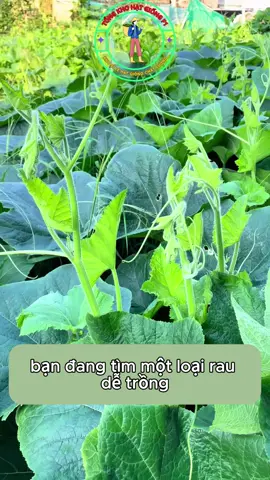 hạt giống bí siêu ngọn cho năng suất cao#hatgiong #rau #trongrausach #bí 