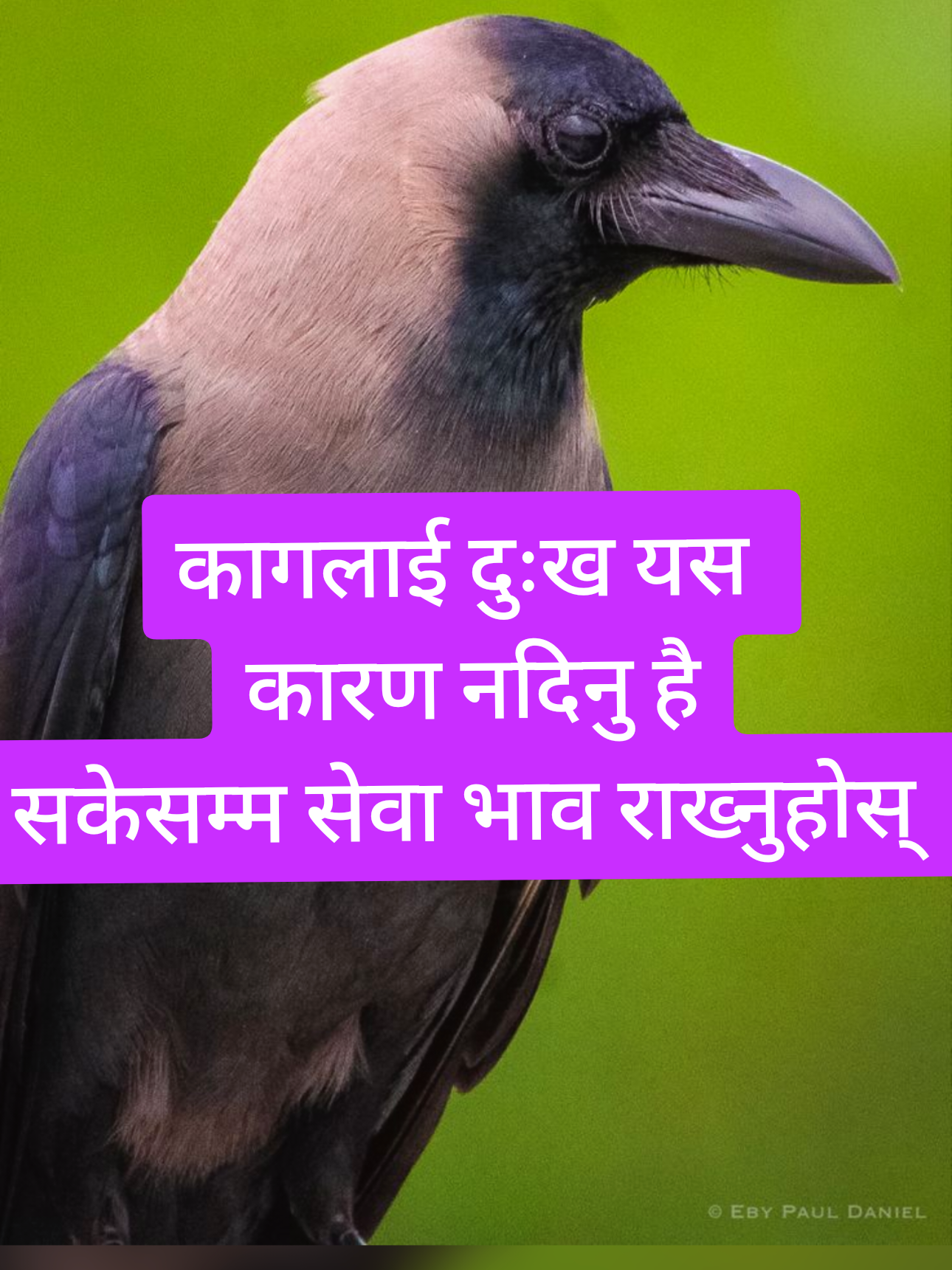 काग (crow) यस्तो चराहरुमा पर्दछ जसले मानिसको अनुहार पहिचान गर्न सक्छ। यदि कसैले कागलाई दुःख दिएको छ भने, त्यो कागले उक्त मानिसको अनुहार चिन्ने मात्र होइन, उसप्रति रिस र बदला लिने भावना पनि राख्छ। अझ रोचक कुरा त के भने, ती कागहरुले यो कुरा अन्य कागहरू र आफ्ना बच्चाहरुलाई पनि सिकाउँछन्। त्यसैले कागको सेवा गर्नु,खान दिनु र दुःख नदिनु। कागलाई दुःख दिनु भनेको आफ्नो ग्रह खराब गर्नु र दुर्भाग्य निम्त्याउनु हो। #काग#कागतिहार#काग्#कालो#पन्छि#पंछी#पन्छी#चरा#astroaditya9#astroaditya10#चिना_विश्लेषण#ज्योतिषीआदित्य#मार्गनिर्देश#ज्ञान#विशेष 