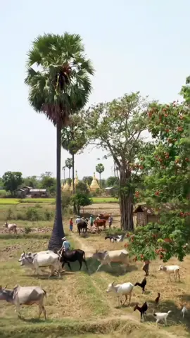 အညာမြေအလှများကြည့်ကြည့်ဖွယ်တောဒလေ့များ