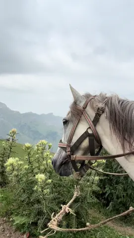 Axşamlar 🎶❤️