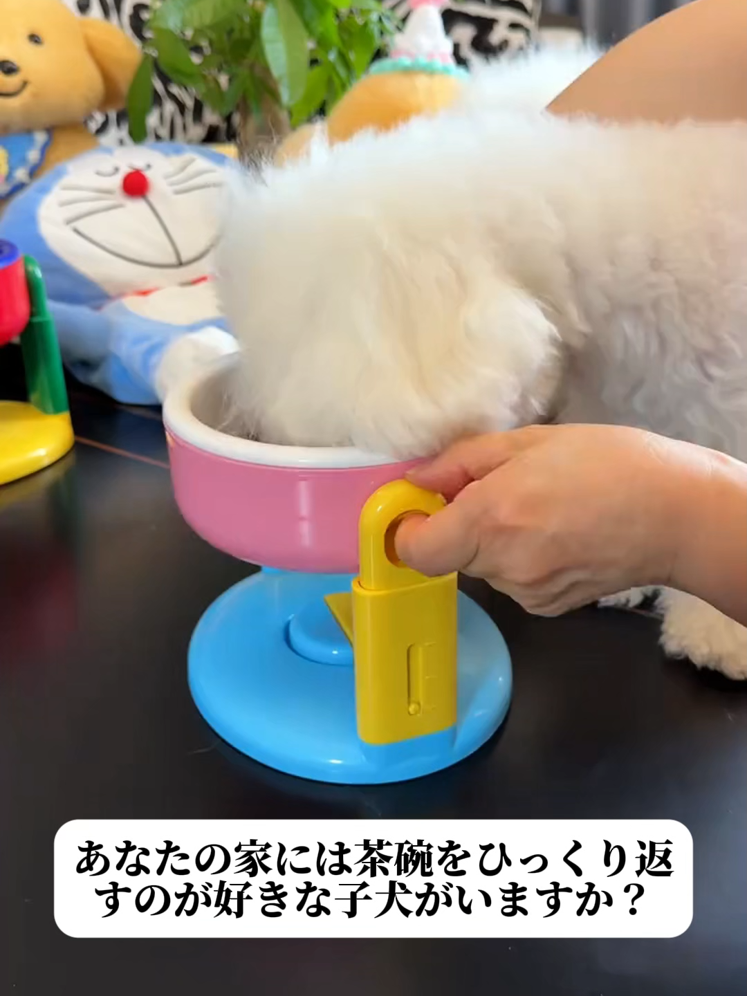 ペット用ネックケアボウル、愛犬・愛猫の首を守る！✨3段階高さ調節で、どんな体型や年齢のペットにもピッタリ 科学的デザインで、食事中の首への負担を軽減 食品グレード素材、安全で耐久性抜群、お手入れも簡単 ペットの食事タイムがもっと快適に！ #ペット健康 #ペット用品 #ネックケアボウル#ペットあるある #ペットグッズ #ネックケアボウルおすすめ#限定セール #新商品 #ペット用品おすすめ ホームページのリンクからアクセス後、商品番号【347】でご購入ください