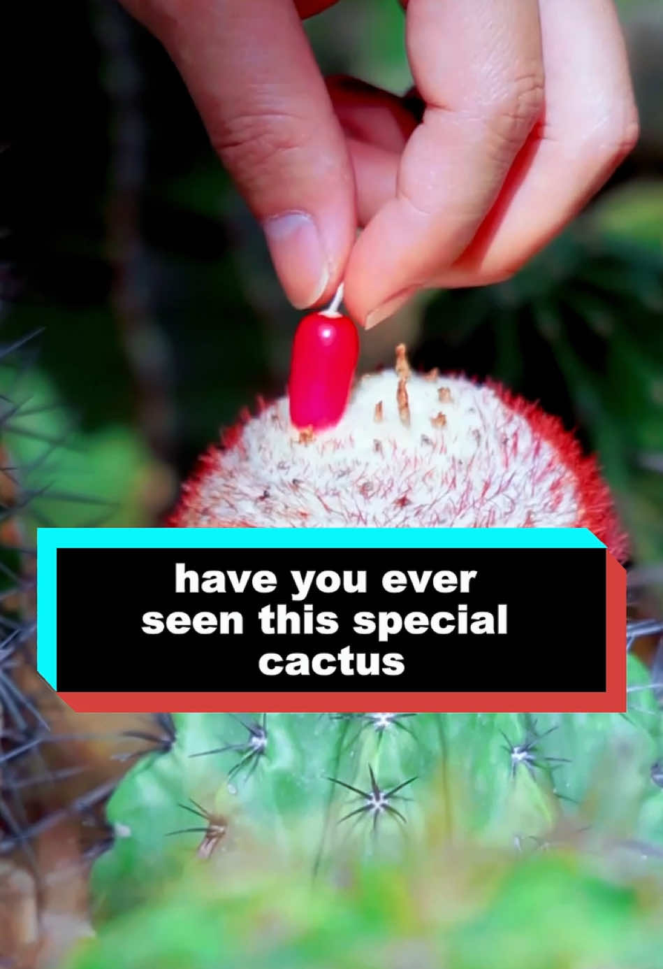 have you ever seen this special cactus #tiktok #LearnOnTikTok #foryoupage #fyp #delicious 