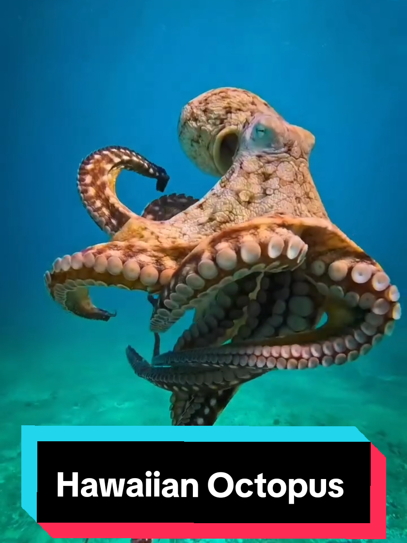 Octopus Dance 🐙💃🩵 🎥 by @hawaiiaquaman  #octopus #dance #hawaii #diving #oceanlover 