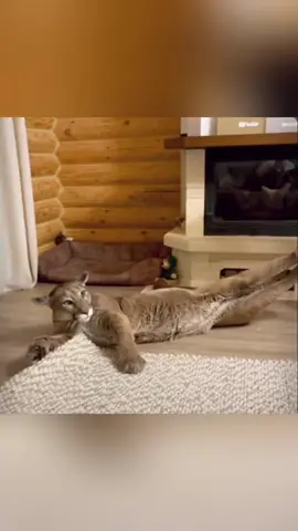 Funny Animal Voice-over #funnyvideo #funnymoments #funnyanimals #petlover #usa🇺🇸 #voiceover #animals #catsoftiktok #horse 