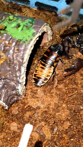 #emperorscorpion🦂 #scorpion #fyp #foryoupage #fyppppppppppppppppppppppp #insect 