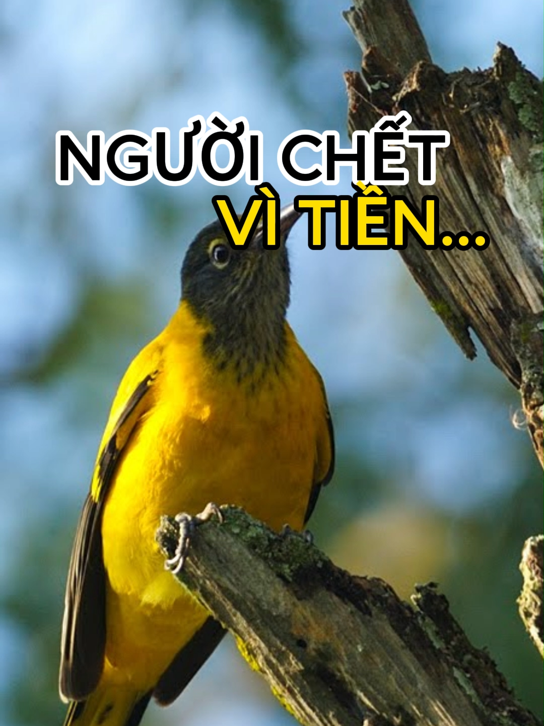 Người chết vì tiền, chim chết vì mồi. #songchamtamtinh #vitien