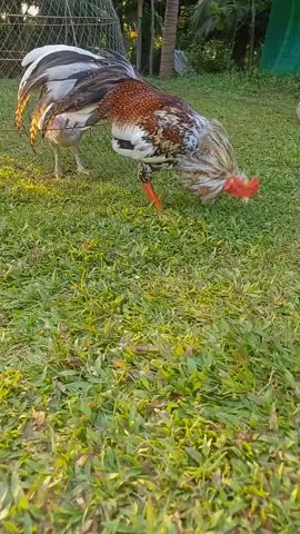 ยามเย็น บายๆใจ🐓💯💝#ฟีดดดシ 