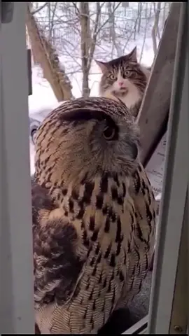 What shocked the cat 😳 🐱 #catsoftiktok #cat #fyp #pet #foryou #funnyvideos #funnycat #funnyanimals #tiktok 
