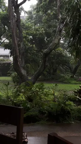 #aesthetic #rain #tree #nature #foryou #fyp #forest #green #rainyday #chiangmai 