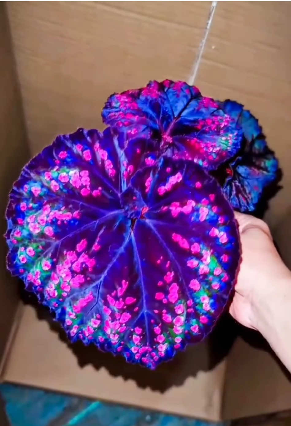 Esta é uma variedade de Begonia rex-cultorum, conhecida por suas folhas ornamentais com padrões e colorações marcantes. No vídeo, a planta é iluminada com luz negra (luz ultravioleta), evidenciando um fenômeno chamado fluorescência. Certos pigmentos presentes nas folhas reagem à radiação UV, emitindo luz visível em tons vibrantes de rosa, azul e roxo. Esse efeito não é visível sob luz natural, mas destaca compostos bioquímicos que fazem parte da estrutura da planta, como flavonoides e antocianinas. A fluorescência sob luz UV não afeta a saúde da planta e pode ser utilizada para destacar características ocultas em diversas espécies ornamentais. Este tipo de observação é comum em estudos botânicos e também é explorado por colecionadores e entusiastas de plantas exóticas. #BegoniaRex #Begonia #PlantasOrnamentais #plant #urbanjungle #Fluorescência #botânica 