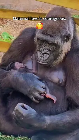 Nothing can express my love for you better than this moment!#animalesamorososgio #chimpanzee #Love #cute #foryoupage #surprise 