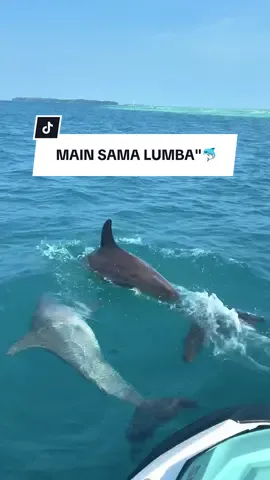 Siapa yang cita-citanya diajak main sama lumba-lumba?🐬☝🏻 #seadoo #seadoosafari #seadoosafarijakarta #lumbalumba #dolphin 