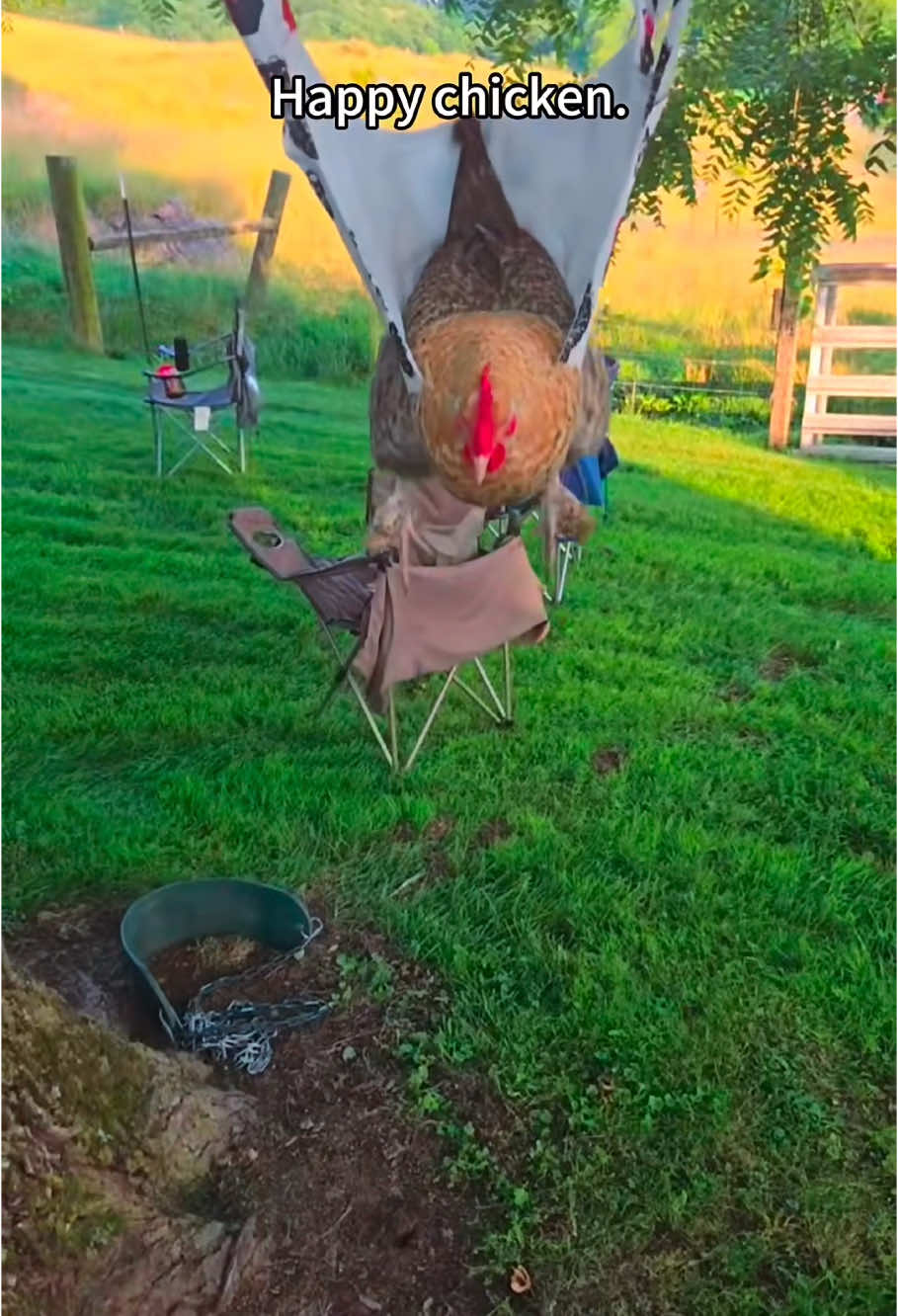 Happy chicken 😂#fyp #foryou #Tiktok #funnyvideo #funny #funnnyanimals #pet #funnytiktok #chicken #animals #cute 