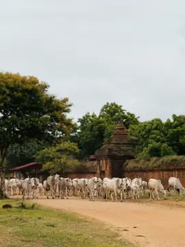 တောဓလေ့ တောသဘာဝ​တွေပေါ့ဗျာ🌸📸 #ပုဂံ #Bagan #ThetNaing_Photography #ThetNaing_TukTuk #foryoupage 