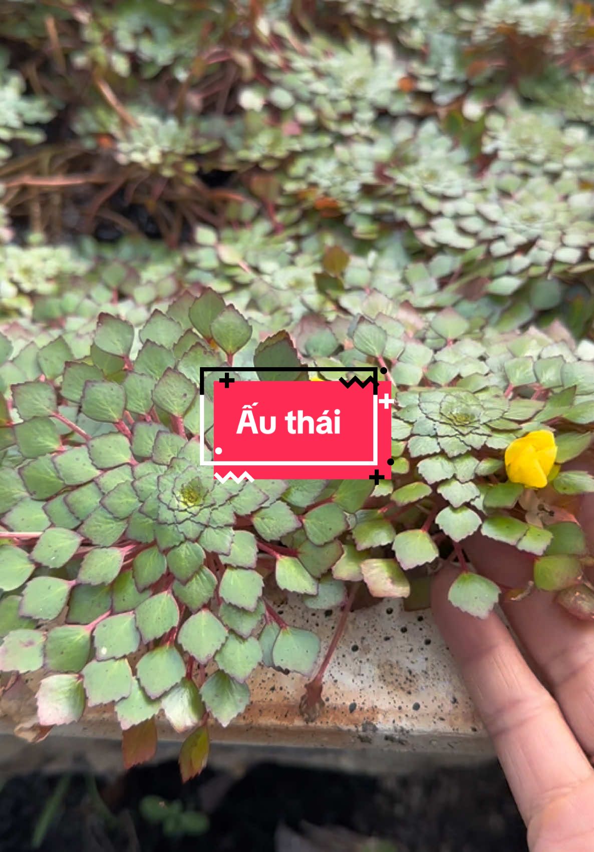 Nuôi cá thì trang trí 1-2 cây cho đẹp anh chị ơi #hoakiengthanhnam #nule4166 #thuysinh #authai 