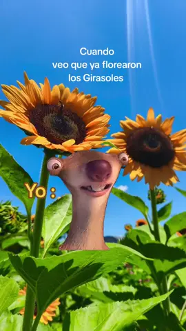 Me derrito ✨🥹 #elsalvador #turismo #girasolesdeopico #FestivalDeLasFloresRainbow #Meme #MemeCut #CapCut 