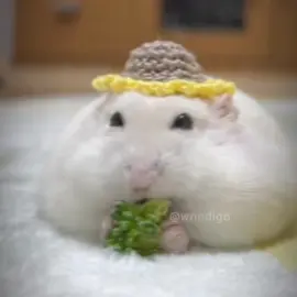 I missed one beat #CapCut #fyp #viral #foryoupage #hamster #dc #dlaciebie #xyzabc #abcxyz 