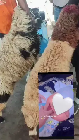 الحمدلله والشكر  بعد تعب وقلق جبت بخير وسلامة بنتي رقيه🤲🏻😍 وامي بسلامتي اني وحفديته ذبحتنه ذبيحة 