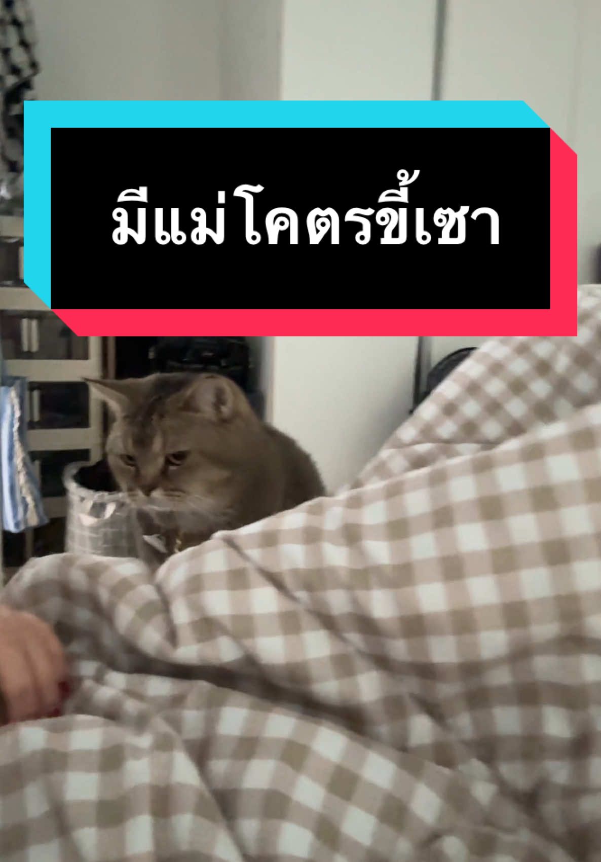 เมื่อมีแม่ขี้เซา จะได้กินข้าวกี่โมง #มูมินแมวเหนียง #มู้ดดี้แมวแสบ #แมว #แมวน่ารัก #สวนสัตว์tiktok #cat #catoftiktok 