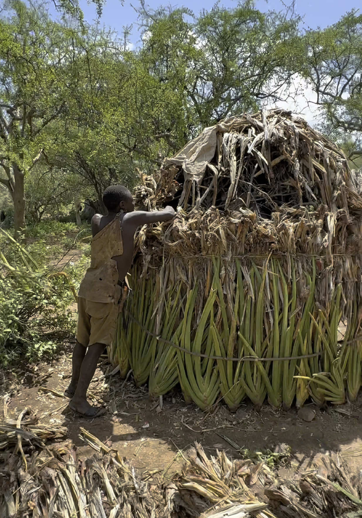 Inside the jungle: Hadzabe hut upgrades 🌿 🛖  Look at the cozy Hadzabe hut—made from a dome of bent branches and woven grids of sticks covered in grass, including buffalo grass (Cenchrus ciliaris) which keeps it cool and durable all year-round. Chaba is busy renovating it, layering more stems of that same grass to strengthen the roof. It’s amazing how they build a safe, natural home from materials all around them. Truly nature’s masterpiece 🛖💛 🎥 Full hut renovation story on YouTube Follow for more wild architecture and tradition 🌍 #fyp #viral #triballife #traditionalarchitecture #naturehomes #explorepage #worldculture