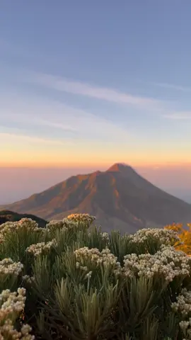 bunga edelwies mulai bermekaran, cuaca sudah tidak hujan merbabu mulai menujukan keindahanya #merbabu #merbabu3142mdpl #bungaedelwies #fypage #fyp