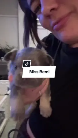 Miss Remi 🩷 #puppy @Loveys Frenchies 