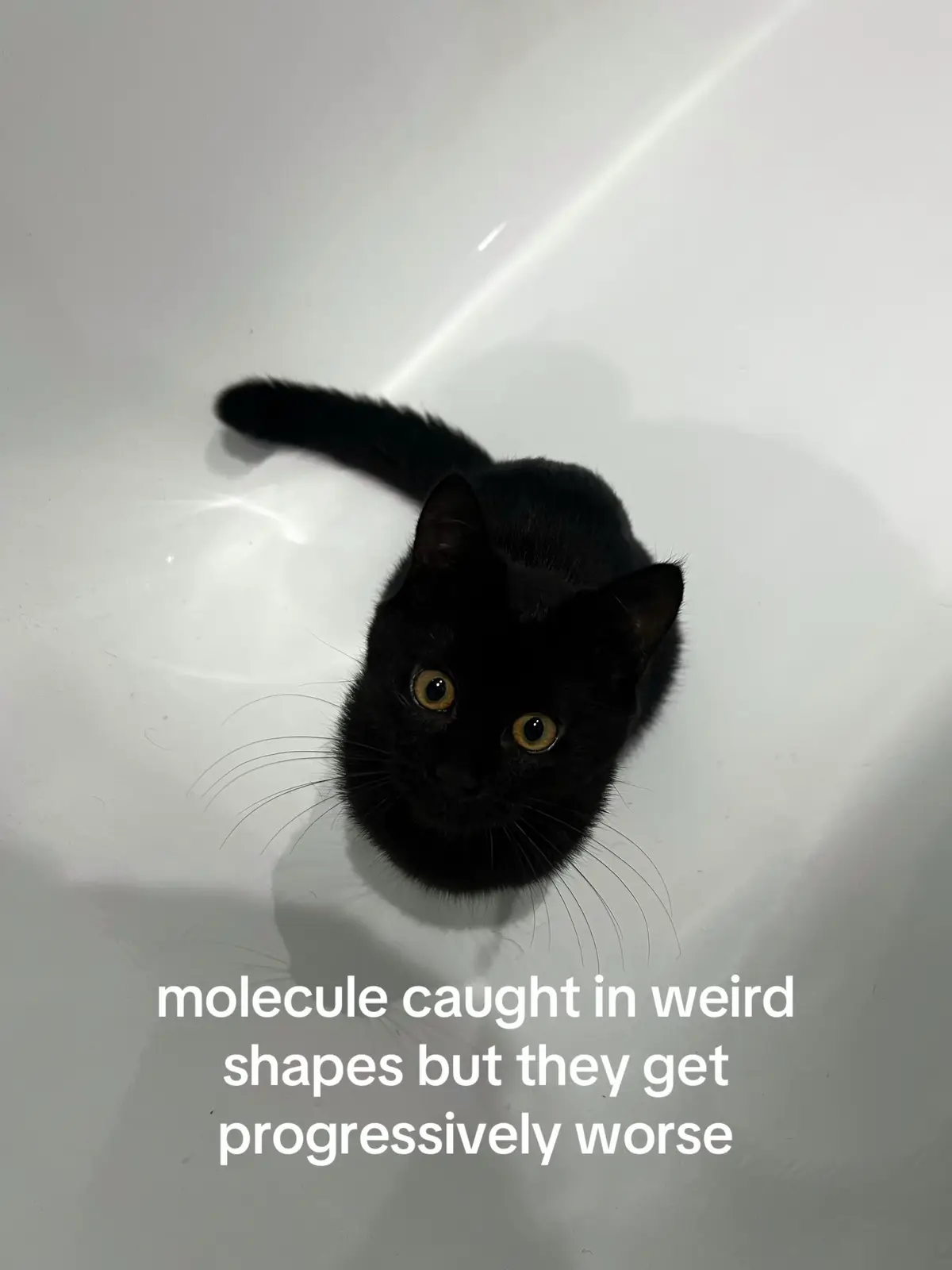 i’m not sure if the last slide is actually molecule or a sock i dropped #fyp #cat #catsoftiktok 