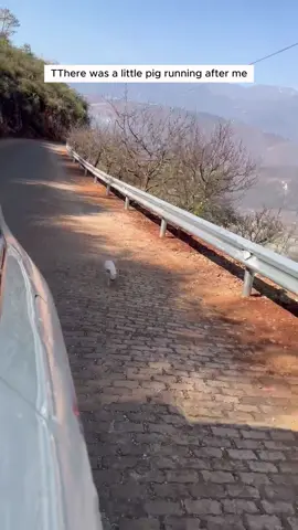 Girl rescued a piglet lost its mother and adopted it #animal #animalsoftiktok #animallover #rescueanimals #pig 