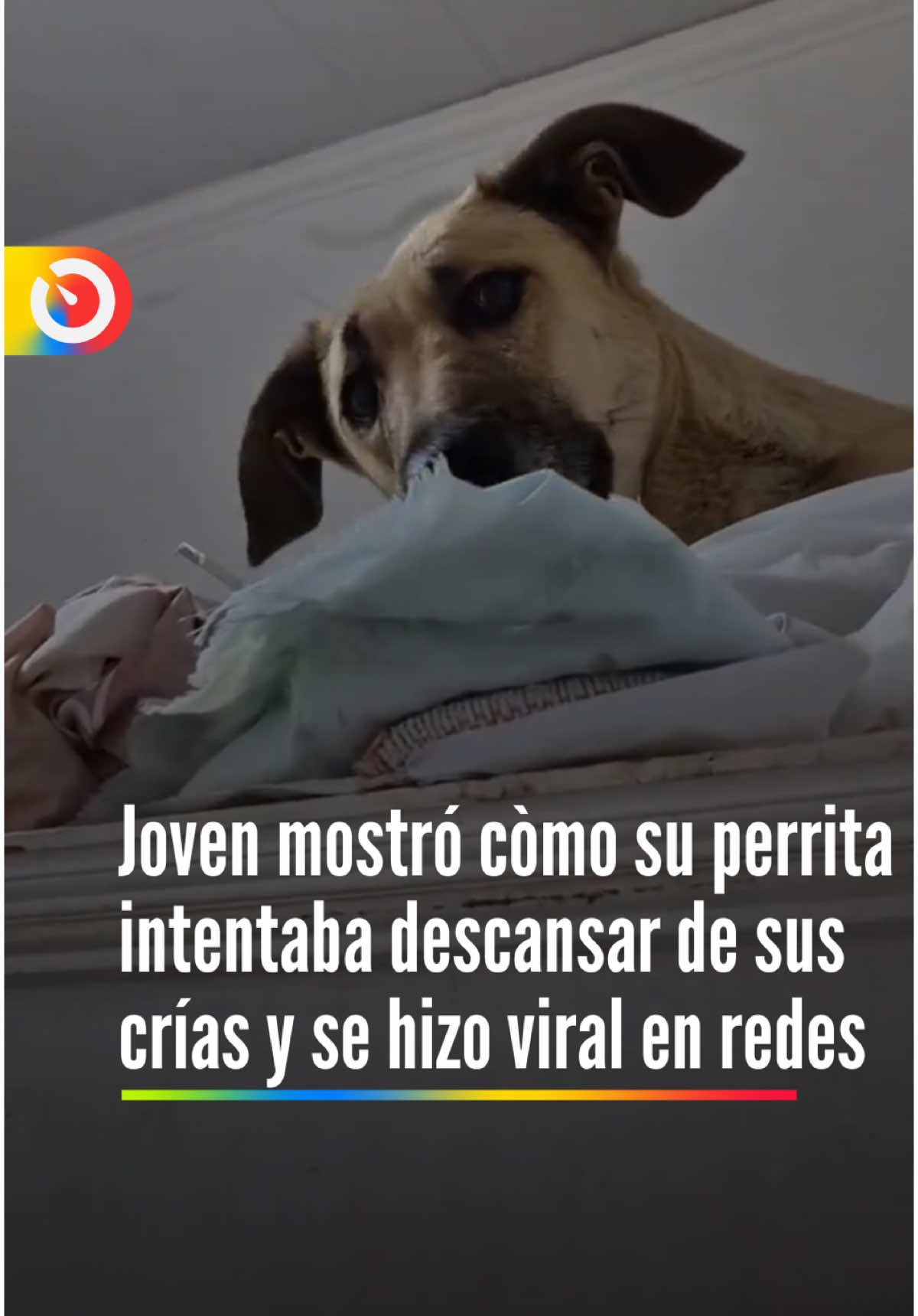 #videoviral 