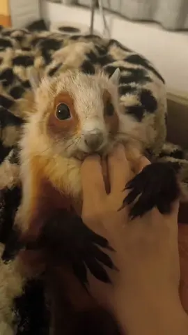 Red and white Flying Squirrel 🐿️💕💕#fyp #tiktok #foryou #viral #shorts #funny #cute #pet 