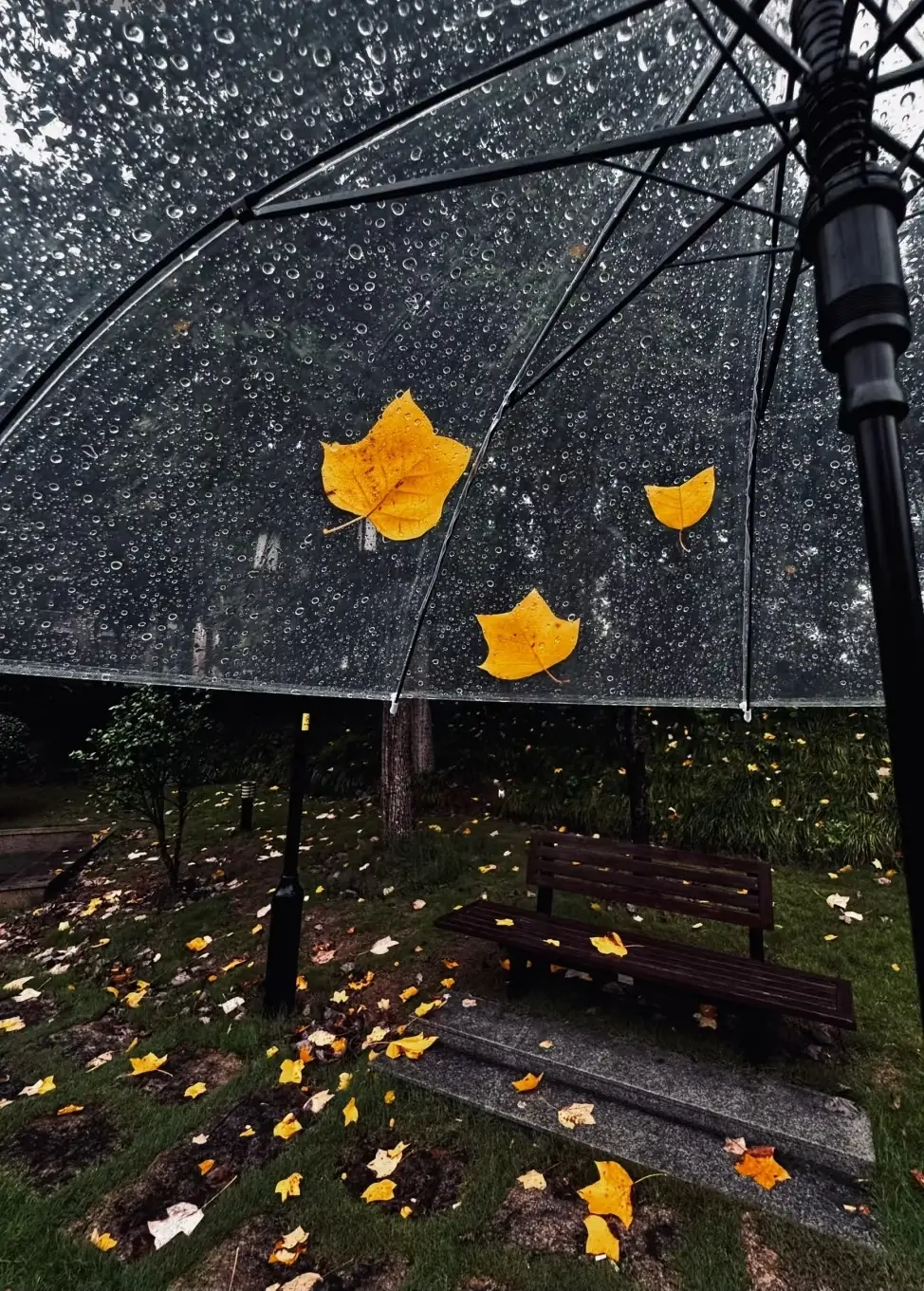 ảnh #viral #xuhuongtiktok #phongcanhthiennhien #mưa #mưabuồn #ảnh #anhnendep8k 