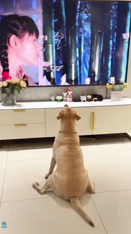 The puppy is afraid of horror movies 🥶😱#usa🇺🇸 #dogsoftiktok #doglover #fyp #foryou #funnydog 