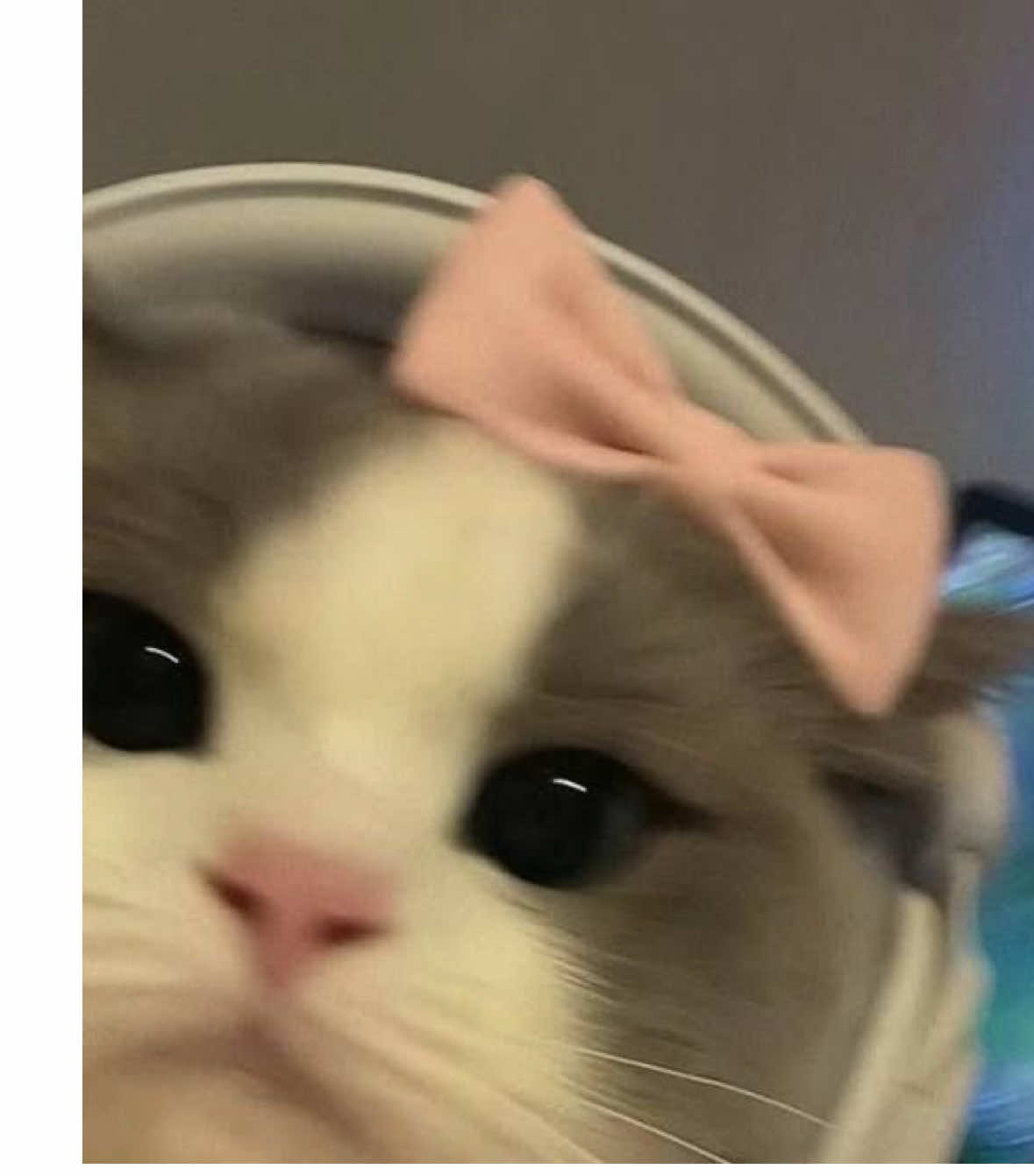 🦢🪽✨ #chile #fyp #foryou #codmobile #viral 