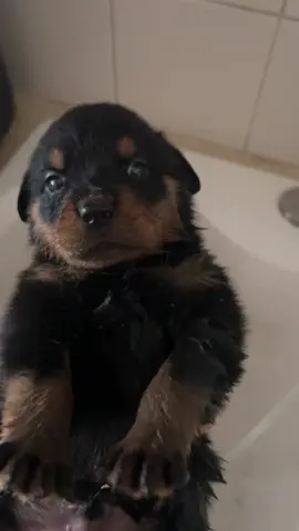 wash my belly #pibbles #washington #pibblelove #fyp #viral 