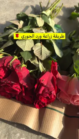 #زراعة #ورد 