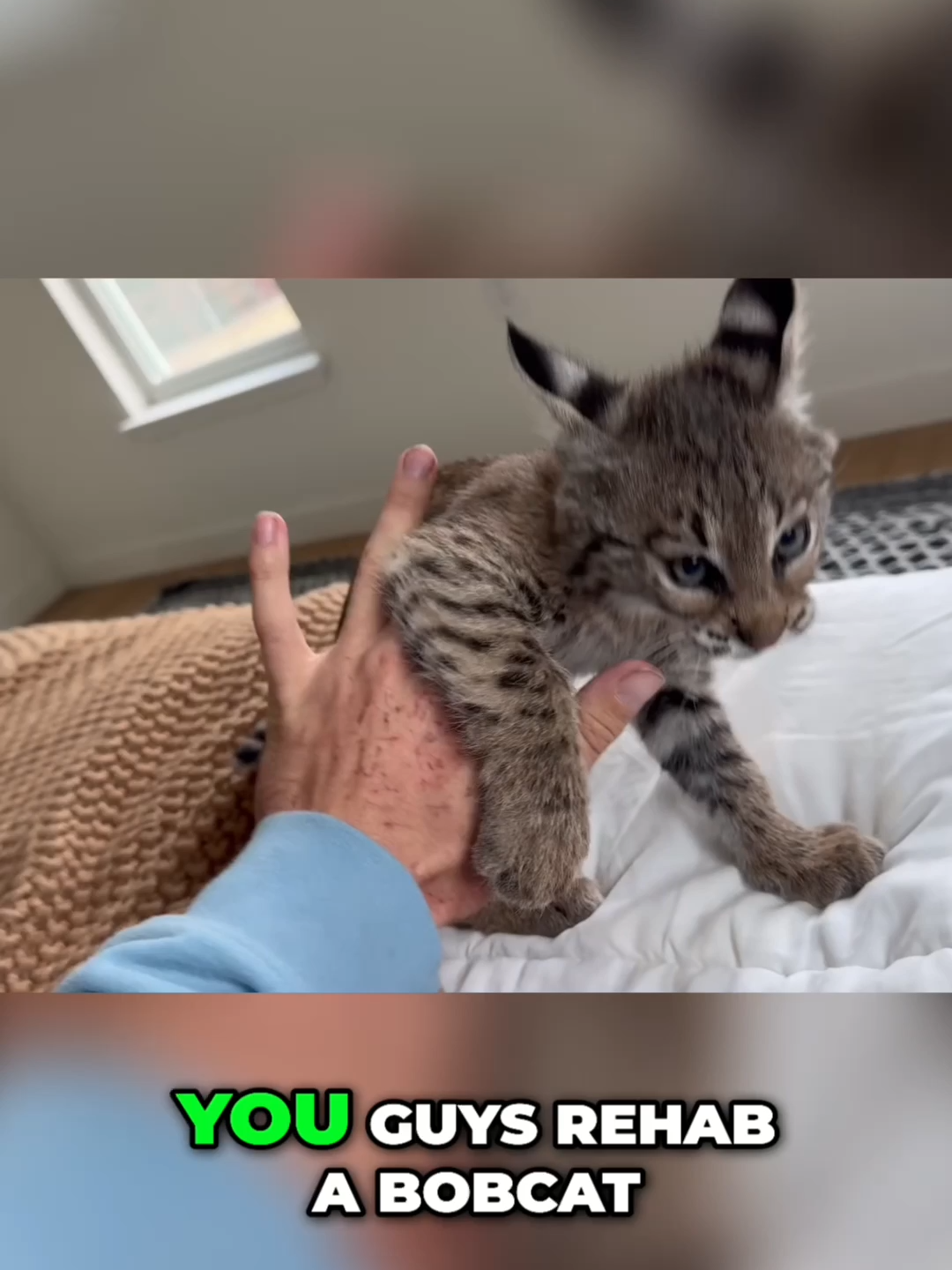 How to raise a Bobcat Kitten!#animals #nature #viral #kitten #cute #cuteanimals #wildliferescue #urbanrescueranch #fyp #clips