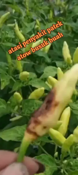 atasi penyakit layu pusariyum patek busuk buah pda tanaman cabe #bakterisida #pungisida #patek #cabe#petaniindonesia🇮🇩🇮🇩🇮🇩🌿🌿 