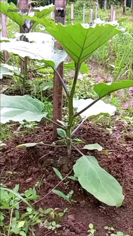 #PLANTINGTIPS #agriculture #farmtips #farmingideas #TIKTOKFOLLOWER #TIKTOKVIRAL 