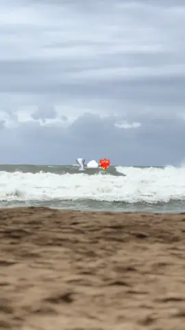 #شعب_الصيني_ماله_حل😂😂 ###algeria #boumardas 