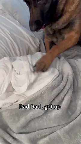 How does your dog wake you up #dogs #dogsmoring #dogsoftiktok 