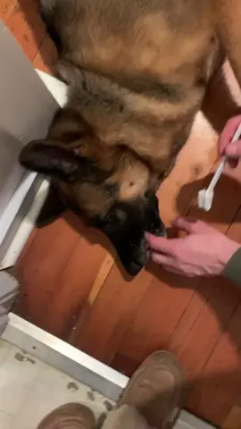 Keeping the pearly whites pearly white  #teeth #dogsoftiktok #gsd 