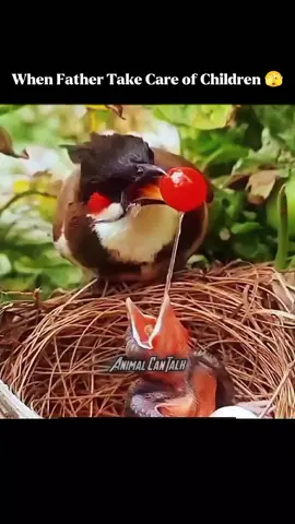 when father take care of children 😂#foryou #funnyanimals #animalsfunny #funnyvideos  #creatorsearchinsights 