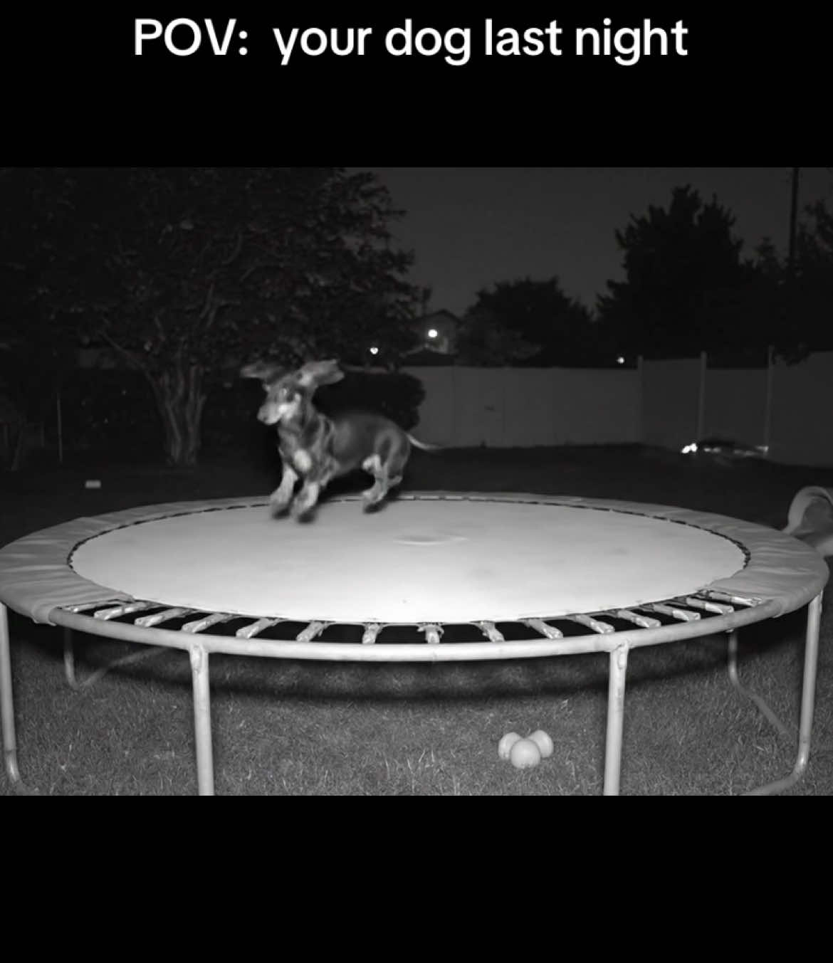 What the heck 😅 #dachshund #puppy #minidachshund #minidachshundpuppy #dog #pet #funny #cute #puppytiktok #cutepuppy #puppylover #fyp #animal #pets #daschundpuppy #viral #trampoline 