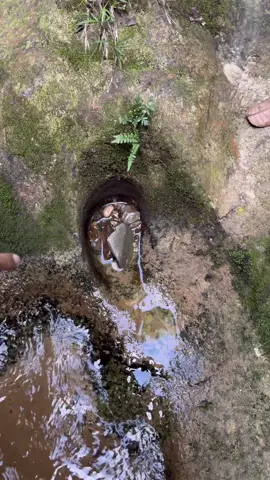 #goldrush #goldprospecting #golddiscovery #goldpanning #goldenretriever 