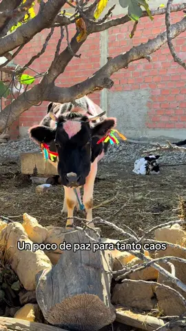 Las miradas #granja #campo#boliviacochabamba🇧🇴 