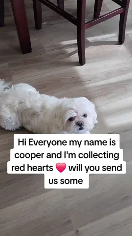 Hi Cooper #dogsoftiktok 