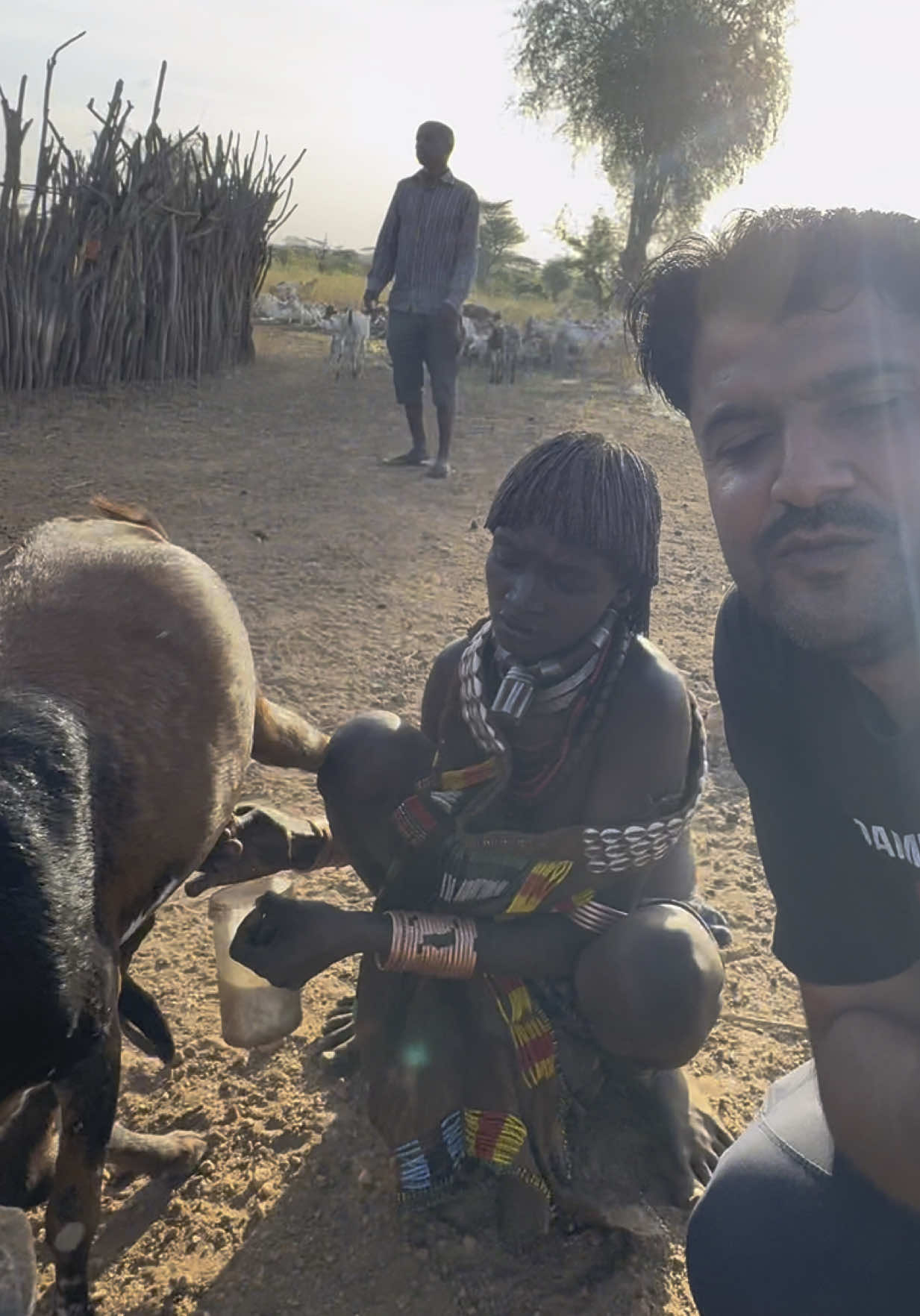 Milking with the Hamar tribe women 💫 🇪🇹  Meet the beautiful Hamar (also known as Hamer) tribe women from the Omo Valley of Ethiopia. Today, she’s gently milking her goat—a daily ritual that connects her to her animals and culture. The Hamar are known for their deep bond with their livestock, especially goats, which they raise with care and pride. This moment? Pure, grounded, and powerful. 🌿💛 #fyp #viral #triballife #culturaltreasures #animal  #explorepage #global 