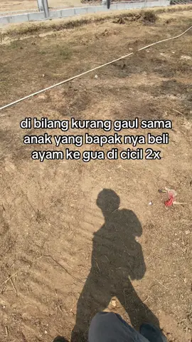 hahaha #mangon #4u #fyp #ayambangkok #ayam #pakhoy #pama 