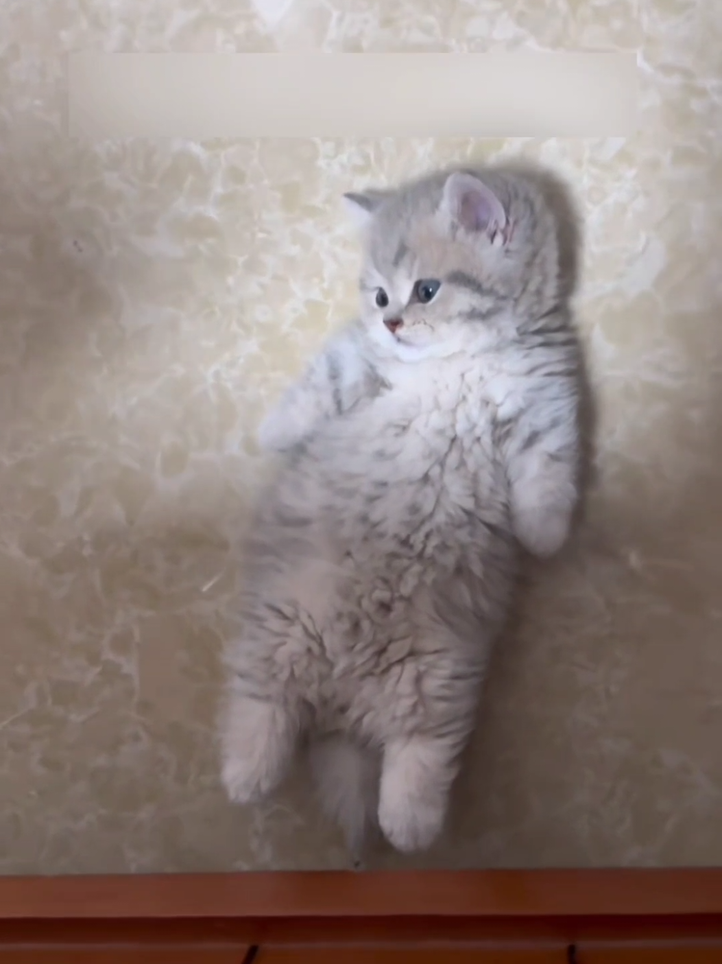 I'm tired.(A lazy kitten🙃).#pets #cats #kitten #cute 